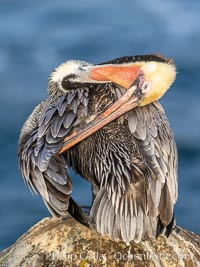 A California brown pelican preening, rubbing the back of its head and neck on the uropygial gland (preen gland) near the base of its tail. Preen oil from the uropygial gland is spread by the pelican's beak and back of its head to all other feathers on the pelican, helping to keep them water resistant and dry, Pelecanus occidentalis, Pelecanus occidentalis californicus, La Jolla