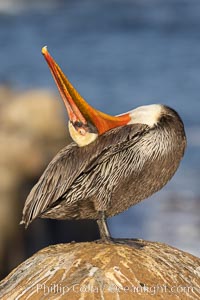 A California brown pelican preening, rubbing the back of its head and neck on the uropygial gland (preen gland) near the base of its tail. Preen oil from the uropygial gland is spread by the pelican's beak and back of its head to all other feathers on the pelican, helping to keep them water resistant and dry, Pelecanus occidentalis, Pelecanus occidentalis californicus, La Jolla