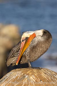 A brown pelican preening, reaching with its beak to the uropygial gland (preen gland) near the base of its tail. Preen oil from the uropygial gland is spread by the pelican's beak and back of its head to all other feathers on the pelican, helping to keep them water resistant and dry, Pelecanus occidentalis, Pelecanus occidentalis californicus, La Jolla, California