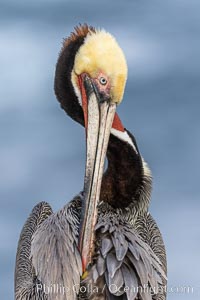 A brown pelican preening, reaching with its beak to the uropygial gland (preen gland) near the base of its tail. Preen oil from the uropygial gland is spread by the pelican's beak and back of its head to all other feathers on the pelican, helping to keep them water resistant and dry, Pelecanus occidentalis, Pelecanus occidentalis californicus, La Jolla, California