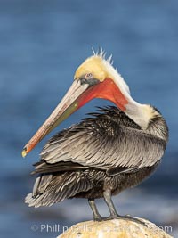 A brown pelican preening, reaching with its beak to the uropygial gland (preen gland) near the base of its tail. Preen oil from the uropygial gland is spread by the pelican's beak and back of its head to all other feathers on the pelican, helping to keep them water resistant and dry. La Jolla, California, USA, Pelecanus occidentalis, Pelecanus occidentalis californicus, natural history stock photograph, photo id 37725