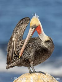 A brown pelican preening, reaching with its beak to the uropygial gland (preen gland) near the base of its tail. Preen oil from the uropygial gland is spread by the pelican's beak and back of its head to all other feathers on the pelican, helping to keep them water resistant and dry, Pelecanus occidentalis, Pelecanus occidentalis californicus, La Jolla, California