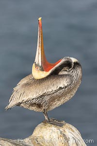 Pelican yoga, Utthita Tadasana, extended mountain pose with backbend. A California brown pelican preening, rubbing the back of its head and neck on the uropygial gland (preen gland) near the base of its tail. Preen oil from the uropygial gland is spread by the pelican's beak and back of its head to all other feathers on the pelican, helping to keep them water resistant and dry. Adult winter breeding plumage showing brown hindneck and red gular throat pouch, Pelecanus occidentalis, Pelecanus occidentalis californicus, La Jolla
