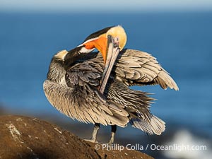 A brown pelican preening, reaching with its beak to the uropygial gland (preen gland) near the base of its tail. Preen oil from the uropygial gland is spread by the pelican's beak and back of its head to all other feathers on the pelican, helping to keep them water resistant and dry, Pelecanus occidentalis, Pelecanus occidentalis californicus, La Jolla, California