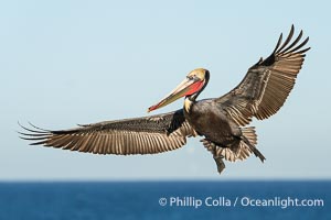 This California Brown Pelican has its wings spread full wide as it flies over the ocean. The wingspan of the brown pelican can reach 7 feet wide, Pelecanus occidentalis, Pelecanus occidentalis californicus, La Jolla