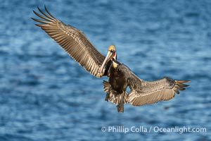 This California Brown Pelican has its wings spread full wide as it flies over the ocean. The wingspan of the brown pelican can reach 7 feet wide, Pelecanus occidentalis, Pelecanus occidentalis californicus, La Jolla