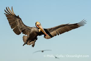 This California Brown Pelican has its wings spread full wide as it flies over the ocean. The wingspan of the brown pelican can reach 7 feet wide, Pelecanus occidentalis, Pelecanus occidentalis californicus, La Jolla