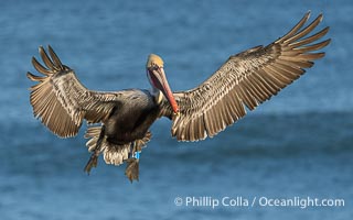 Brown Pelican with Identification Tags on Legs, blue on left leg and metal alloy on right leg. These tags aid scientists in understanding how the birds travel and recover if they have been rehabilitated, Pelecanus occidentalis californicus, Pelecanus occidentalis