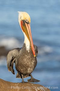 Brown pelican with red-orange bill, such rich colors in the plumage and bill of the California race of the Brown Pelican are seen in the heart of breeding season, Pelecanus occidentalis, Pelecanus occidentalis californicus, La Jolla