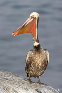 Brown pelican with vibrant red throat coloration, Pelecanus occidentalis, Pelecanus occidentalis californicus, La Jolla, California