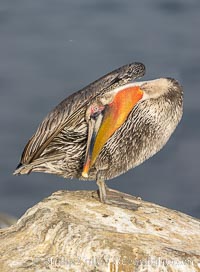 Bhunamanasana, greeting the earth pose, pelican yoga. Brown pelican doing yoga, actually its preening, bending its neck back to spread preen oil on the back of the head and neck,  likely second winter coloration, Pelecanus occidentalis, Pelecanus occidentalis californicus, La Jolla, California