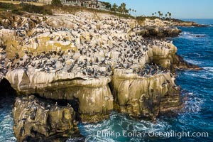 Brown Pelicans gather in large numbers on coastal cliffs, Goldfish Point near the Clam in La Jolla. Aerial photograph, Pelecanus occidentalis, Pelecanus occidentalis californicus