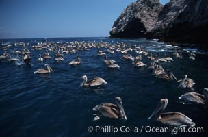 Brown pelicans feeding on krill, Pelecanus occidentalis, Coronado Islands (Islas Coronado)