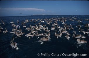 Brown pelicans feeding on krill, Pelecanus occidentalis, Coronado Islands (Islas Coronado)