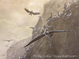 Brown Pelicans Flying Along Sheer Ocean Cliffs, rare westerly winds associated with a storm allow pelicans to glide along La Jolla's cliffs as they approach shelves and outcroppings on which to land. Backlit by rising sun during stormy conditions, Pelecanus occidentalis, Pelecanus occidentalis californicus