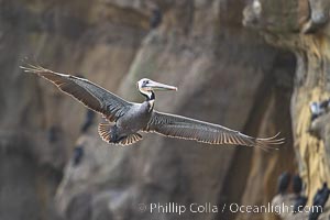 Brown Pelican Flying Along Sheer Ocean Cliffs, rare westerly winds associated with a storm allow pelicans to glide along La Jolla's cliffs as they approach shelves and outcroppings on which to land. Backlit by rising sun during stormy conditions, Pelecanus occidentalis, Pelecanus occidentalis californicus