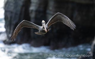 Brown Pelican Flying Along Sheer Ocean Cliffs, rare westerly winds associated with a storm allow pelicans to glide along La Jolla's cliffs as they approach shelves and outcroppings on which to land. Backlit by rising sun during stormy conditions, Pelecanus occidentalis, Pelecanus occidentalis californicus