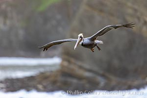 Brown Pelicans Flying Along Sheer Ocean Cliffs, rare westerly winds associated with a storm allow pelicans to glide along La Jolla's cliffs as they approach shelves and outcroppings on which to land. Backlit by rising sun during stormy conditions, Pelecanus occidentalis, Pelecanus occidentalis californicus