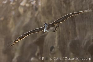 Brown Pelicans Flying Along Sheer Ocean Cliffs, rare westerly winds associated with a storm allow pelicans to glide along La Jolla's cliffs as they approach shelves and outcroppings on which to land. Backlit by rising sun during stormy conditions, Pelecanus occidentalis, Pelecanus occidentalis californicus