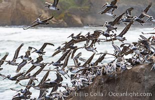 Brown Pelicans Flying En Masse Over Goldfish Point. Flushed by a large breaking wave, the enormous group of pelicans all take to the air at once. Backlit by early morning light during stormy conditions, Pelecanus occidentalis, Pelecanus occidentalis californicus, La Jolla, California