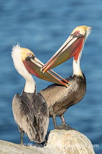 Brown pelicans jousting with their long bills, competing for space on a sea cliff over the ocean, with bright red throat, yellow and white head, adult non-breeding winter plumage, Pelecanus occidentalis, Pelecanus occidentalis californicus, La Jolla, California