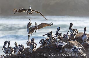 Brown Pelicans Landing on Goldfish Point in La Jolla. Pelicans parachute into the rock on gusty winds, looking for a place to land on the crowded rocky outcropping. Backlit by rising sun during stormy conditions, Pelecanus occidentalis, Pelecanus occidentalis californicus