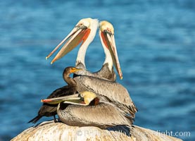 Brown pelicans and a double-crested cormorant rest onseacliffs above the ocean. In winter months, breeding adults assume a dramatic plumage with brown neck, yellow and white head and bright red-orange gular throat pouch, Pelecanus occidentalis, Pelecanus occidentalis californicus, La Jolla, California