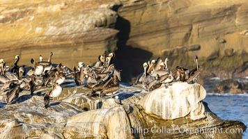 Brown pelicans rest and preen on seacliffs above the ocean. In winter months, breeding adults assume a dramatic plumage with brown neck, yellow and white head and bright red-orange gular throat pouch, Pelecanus occidentalis, Pelecanus occidentalis californicus, La Jolla, California