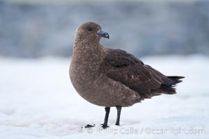 Brown skua in Antarctica, Catharacta antarctica, Stercorarius antarctica, Cuverville Island