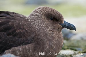 Brown skua in Antarctica, Catharacta antarctica, Stercorarius antarctica, Cuverville Island