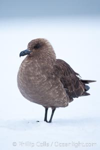 Brown skua in Antarctica, Catharacta antarctica, Stercorarius antarctica, Cuverville Island