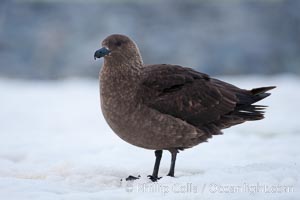 Brown skua in Antarctica, Catharacta antarctica, Stercorarius antarctica, Cuverville Island