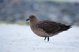 Brown skua in Antarctica, Catharacta antarctica, Stercorarius antarctica, Cuverville Island