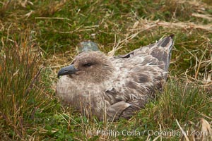 Brown skua in grass.