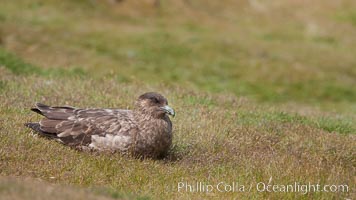 Brown skua sitting on grass, Stercorarius antarctica, New Island