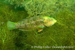 Brownspotted Wrasse, Notolabrus parilus, Kangaroo Island, South Australia, Notolabrus parilus