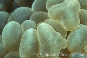 Bubble coral, Northern Red Sea, Plerogyra sinuosa, Egyptian Red Sea