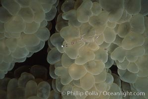 Bubble coral, Northern Red Sea, Plerogyra sinuosa, Egyptian Red Sea