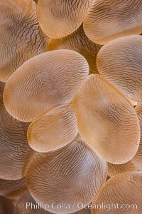 Bubble coral polyp detail, Plerogyra sinuosa, Fiji, Plerogyra sinuosa