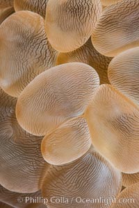 Bubble coral polyp detail, Plerogyra sinuosa, Fiji, Plerogyra sinuosa