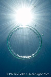 A bubble ring.  A toroidal bubble ring rises through the water on its way to the surface.