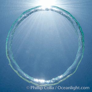 A bubble ring.  A toroidal bubble ring rises through the water on its way to the surface., natural history stock photograph, photo id 20780