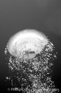 Bubbles rise from the depths of the ocean.  Black and white / grainy
