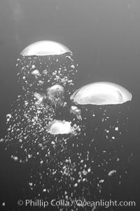 Bubbles rise from the depths of the ocean.  Black and white / grainy