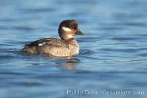 Bufflehead, Bucephala albeola, San Diego River