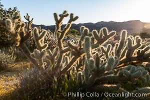 Buckhorn cholla cactus, sunset, near Borrego Valley, Opuntia acanthocarpa, Anza-Borrego Desert State Park, Borrego Springs, California