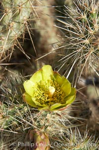 Buckhorn cholla cactus blooms in spring, Opuntia acanthocarpa, Anza-Borrego Desert State Park, Borrego Springs, California