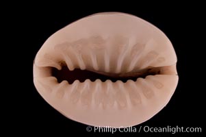 Bulging Cowrie, Cypraea obvelata