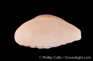 Bulging Cowrie, Cypraea obvelata