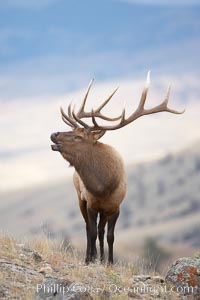 Male elk bugling during the fall rut, Yellowstone National Park, Wyoming.  Cervus canadensis.